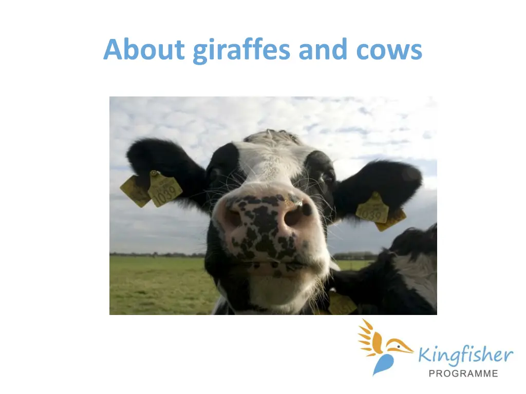 about giraffes and cows