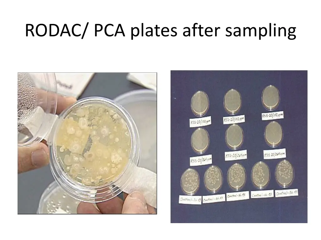 rodac pca plates after sampling