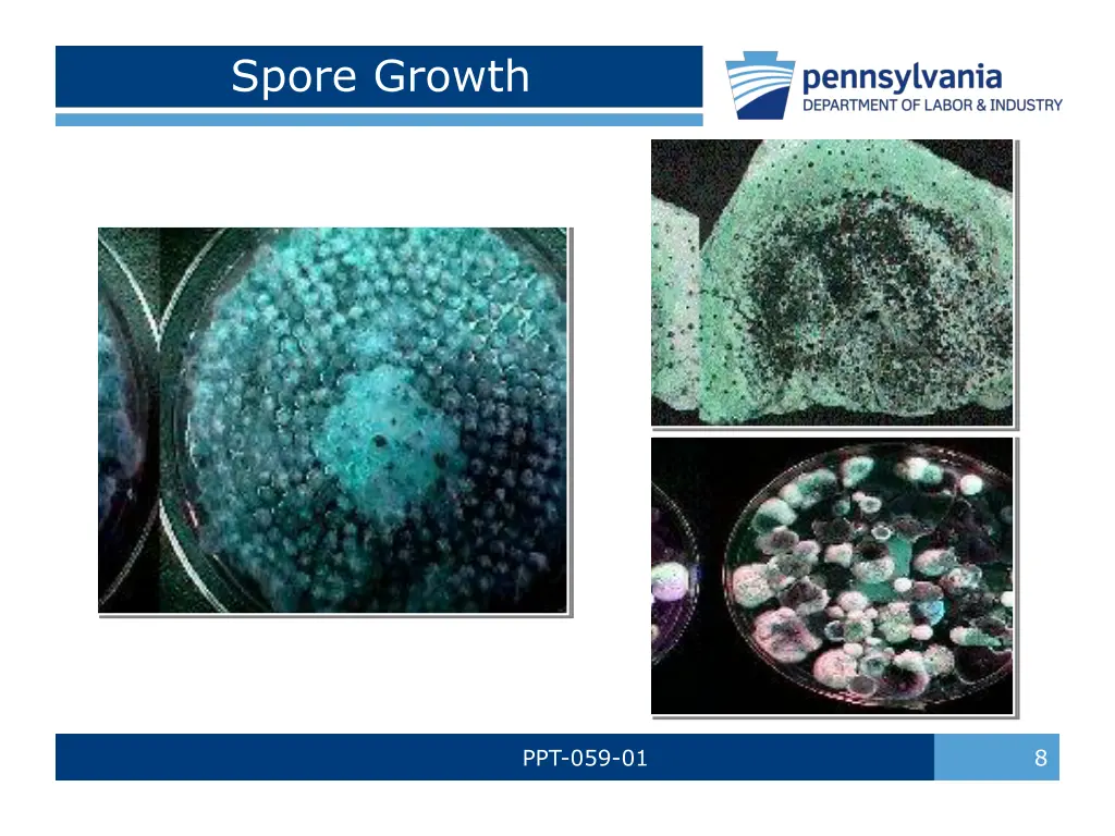 spore growth