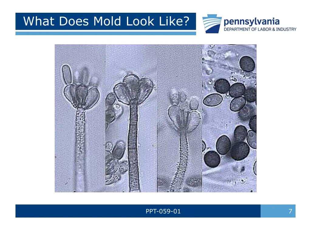 what does mold look like