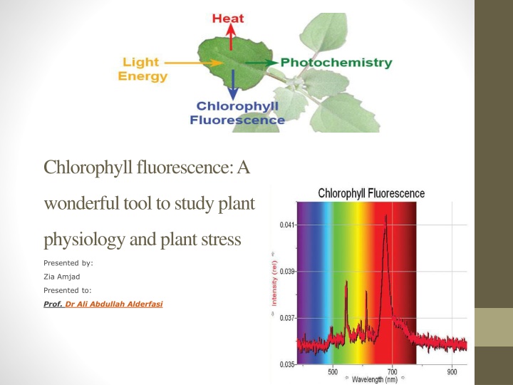 chlorophyll fluorescence a