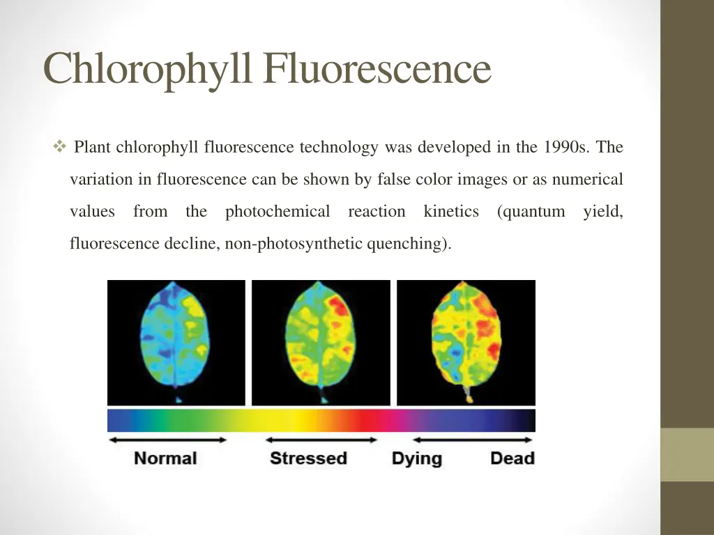 chlorophyll fluorescence