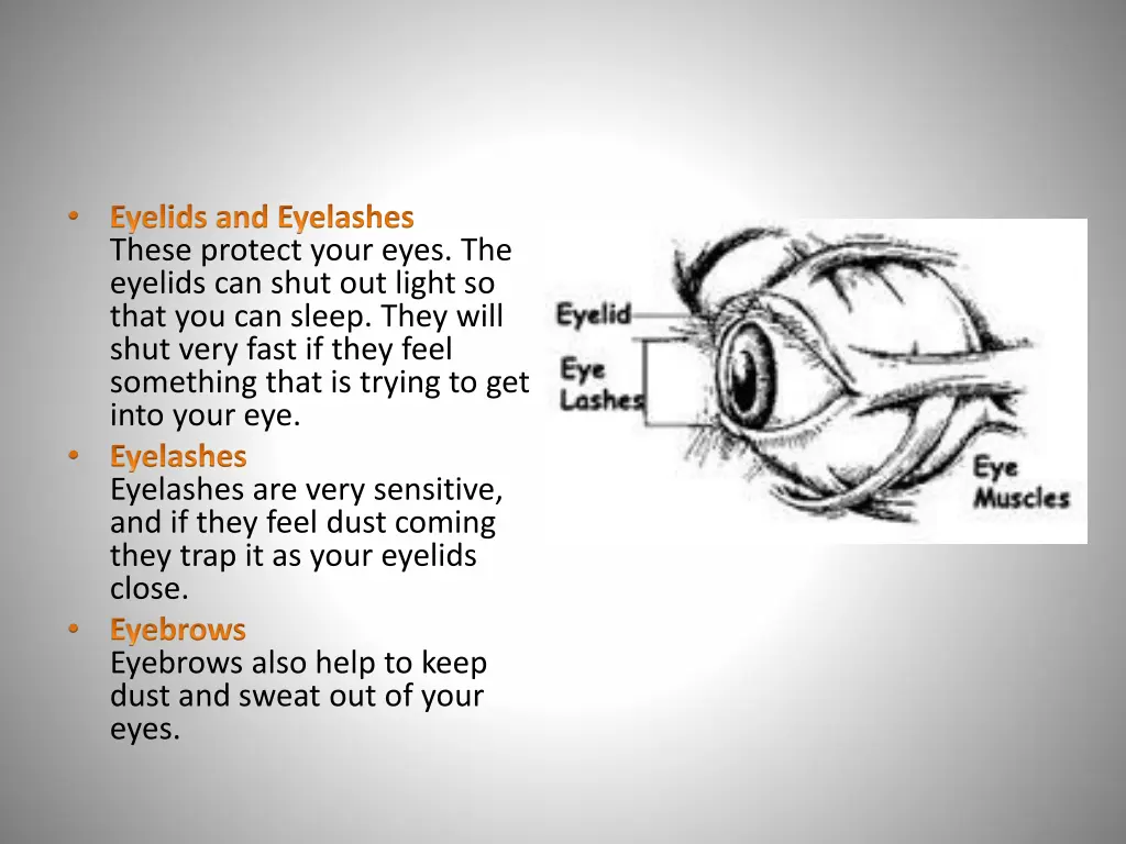 eyelids and eyelashes these protect your eyes