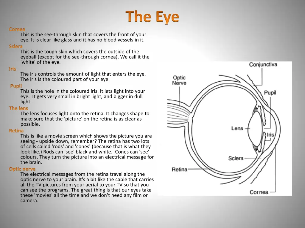 the eye