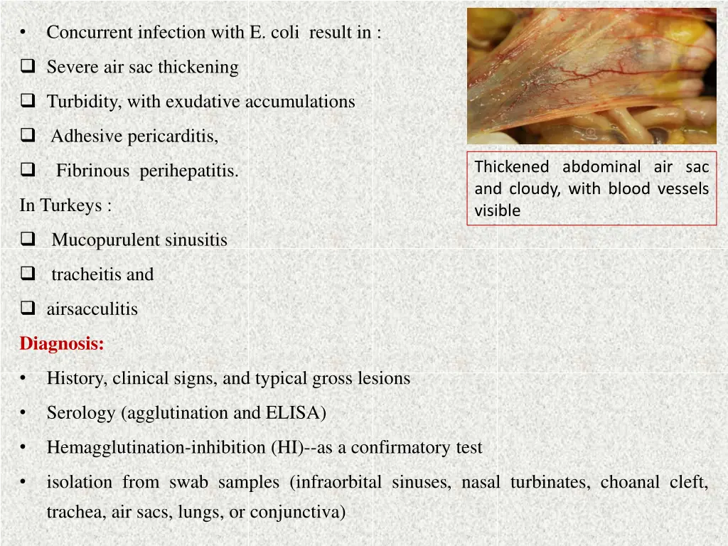 concurrent infection with e coli result in