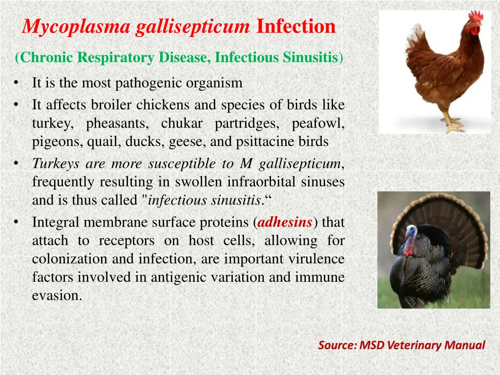 mycoplasma gallisepticum infection