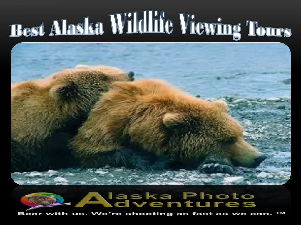 best alaska wildlife viewing tours best alaska 2