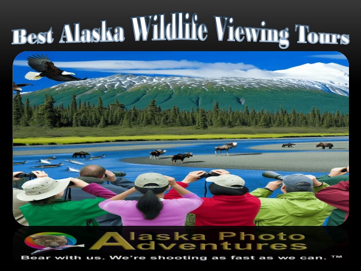 best alaska wildlife viewing tours best alaska