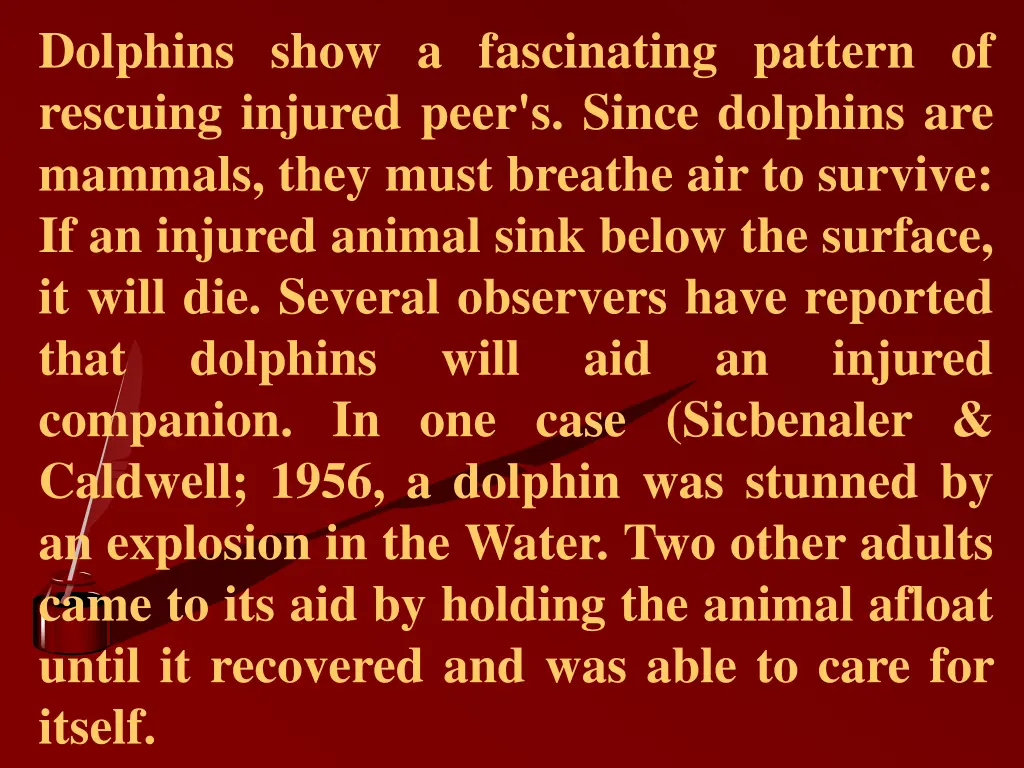 dolphins show a fascinating pattern of rescuing