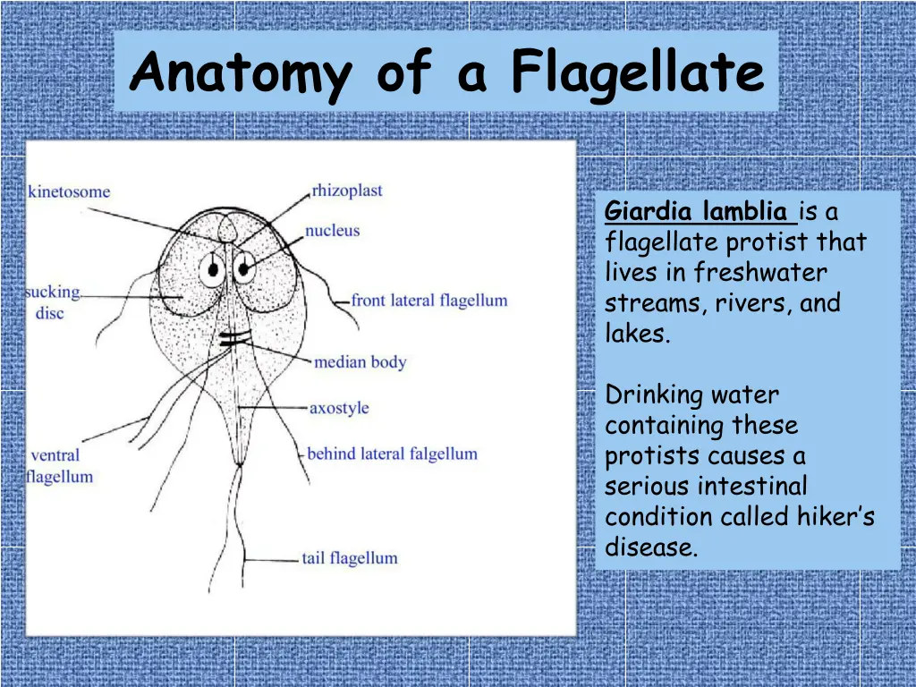 anatomy of a flagellate