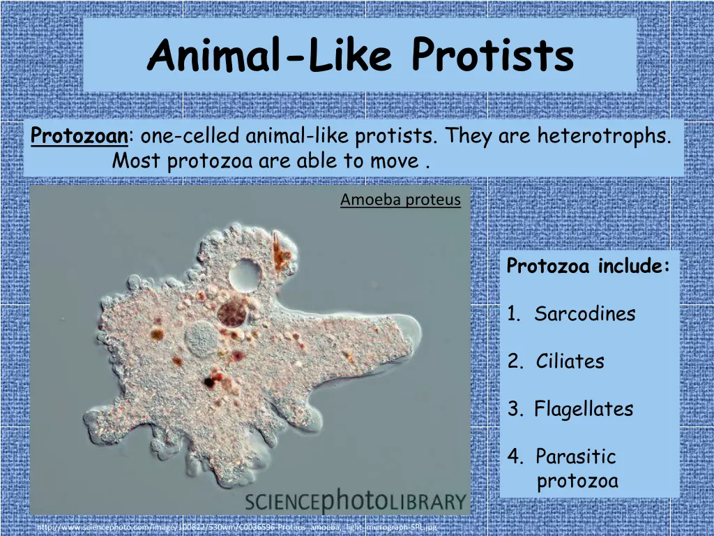 animal like protists