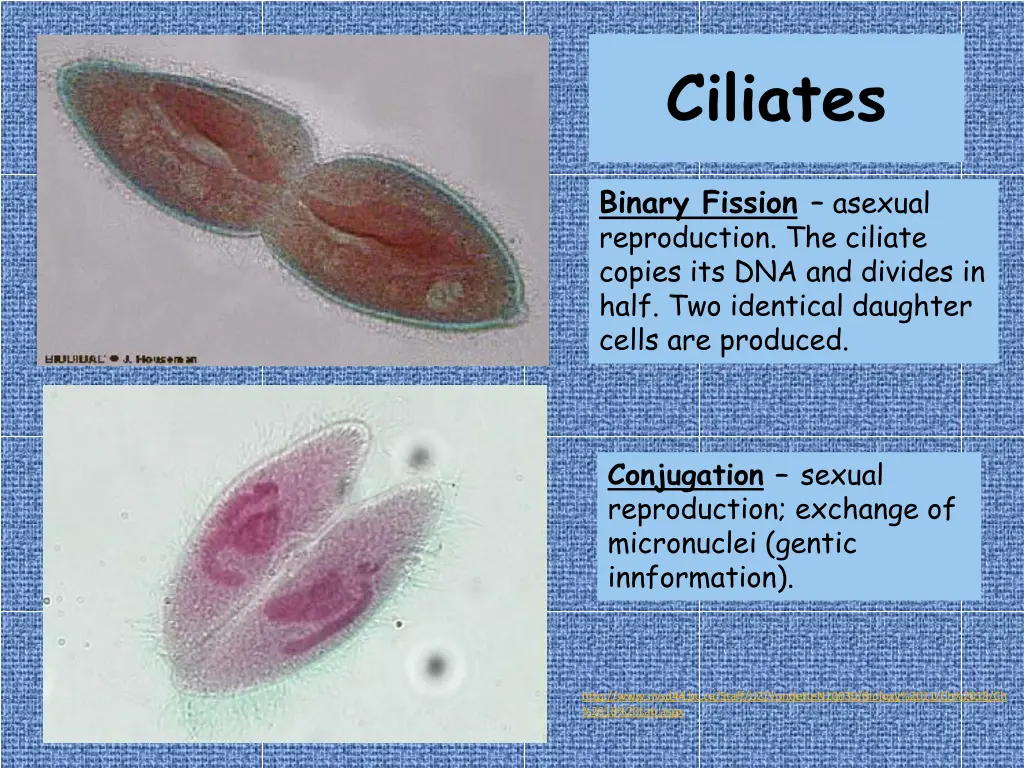 ciliates