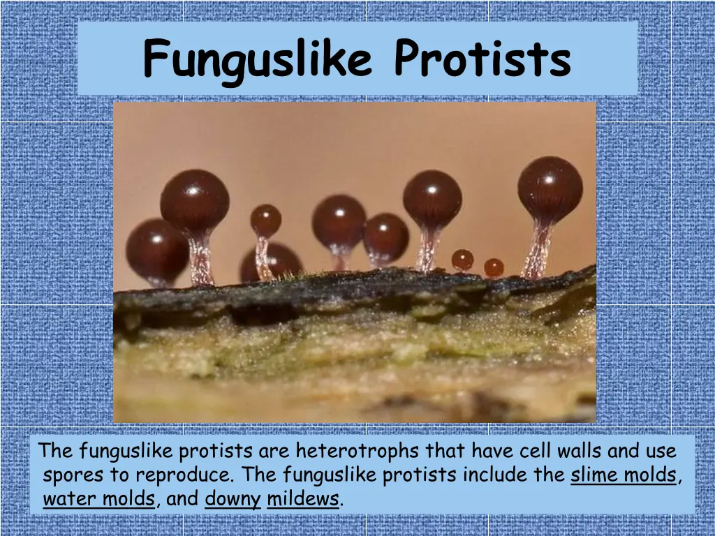 funguslike protists