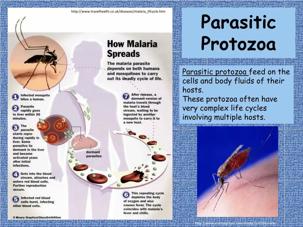 parasitic protozoa 1