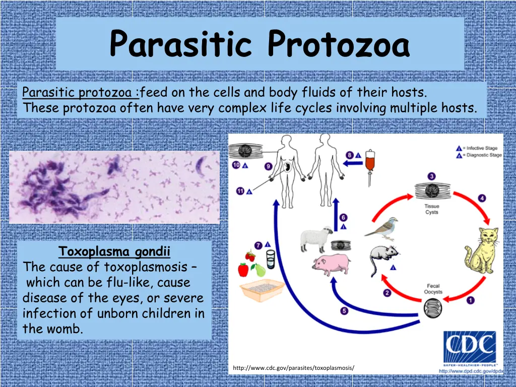 parasitic protozoa 2