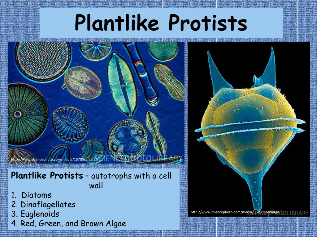 plantlike protists