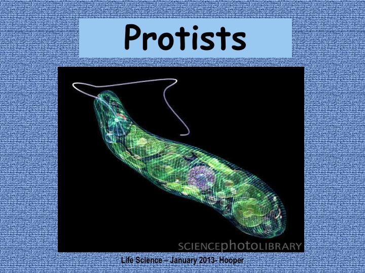 protists