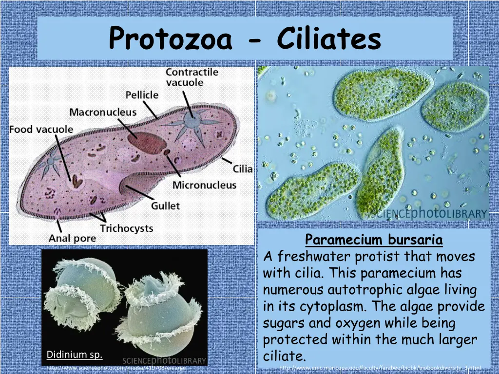 protozoa ciliates