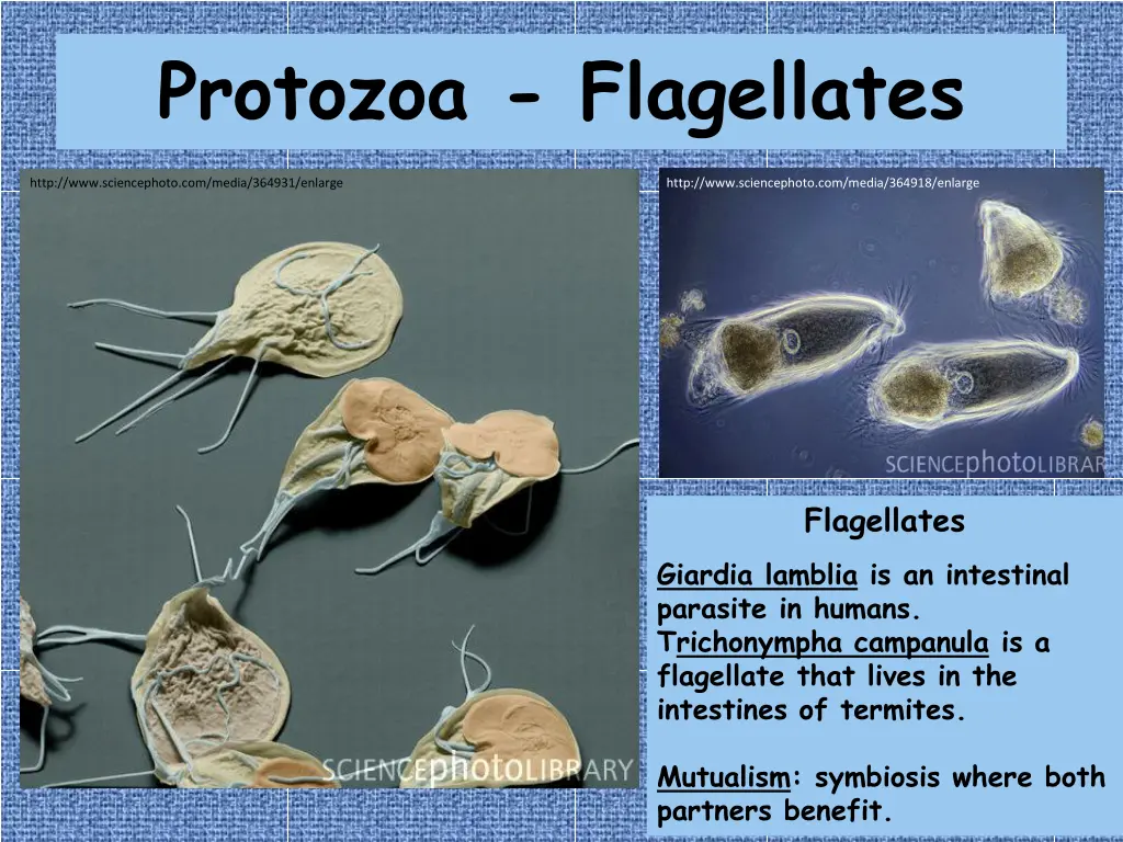 protozoa flagellates