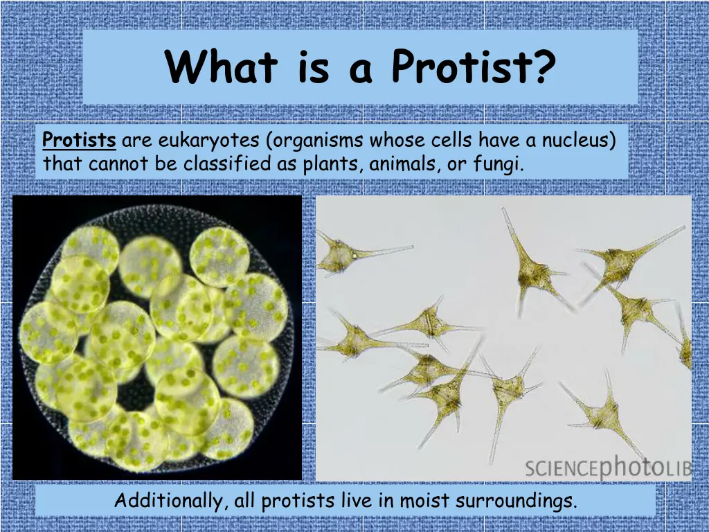 what is a protist