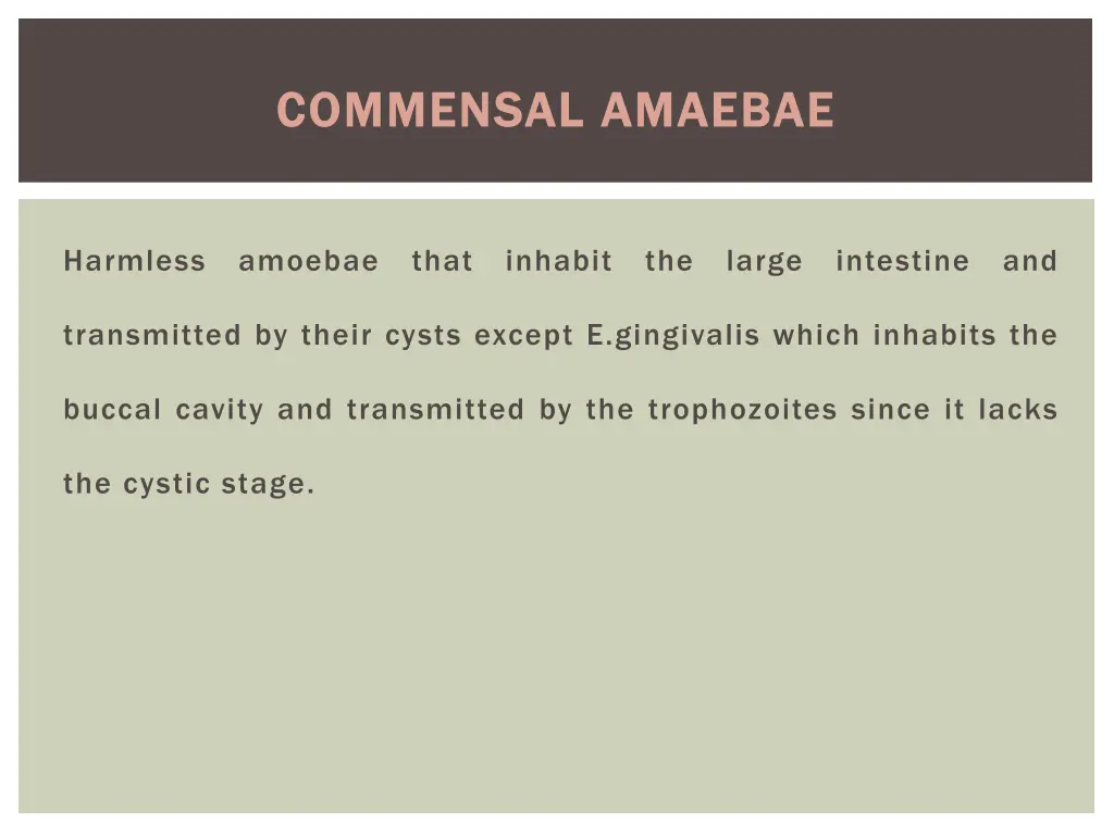 commensal commensal amaebae