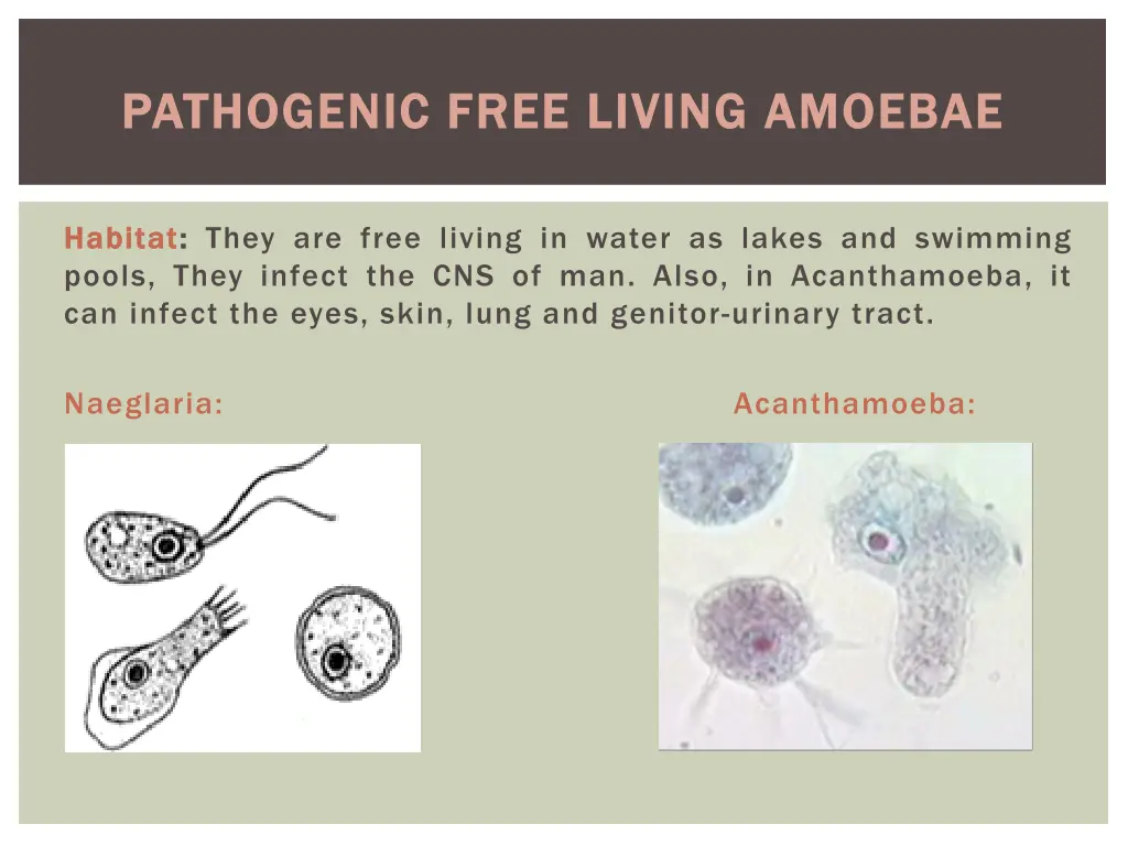 pathogenic free living amoebae pathogenic free