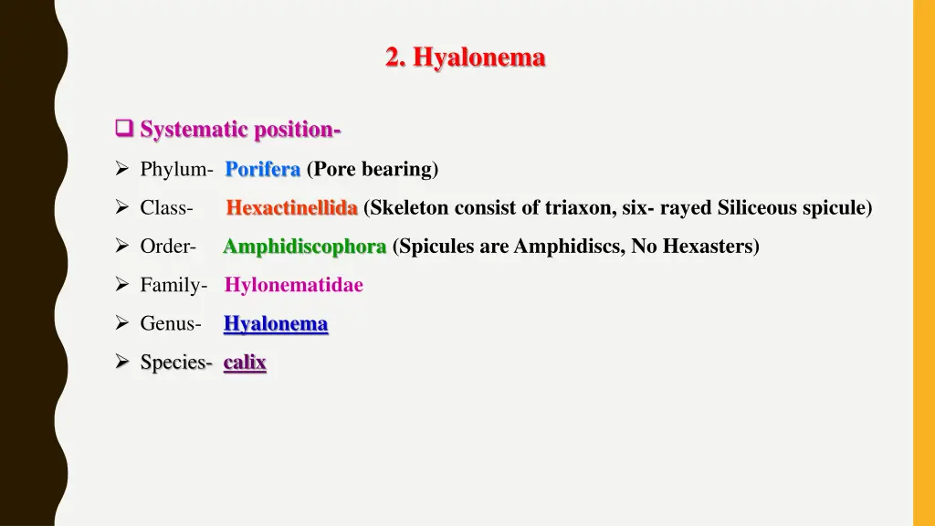 2 hyalonema