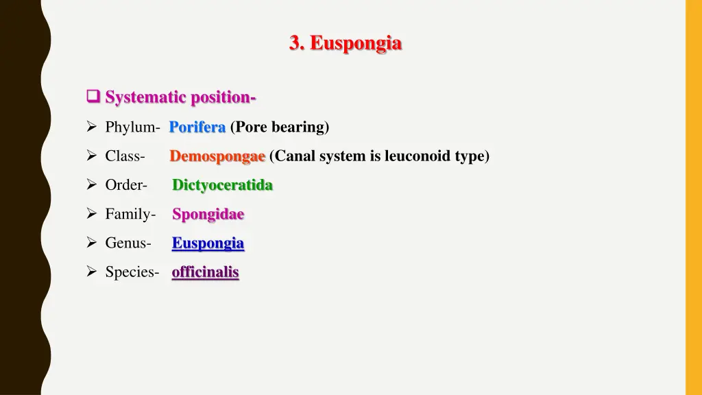 3 euspongia