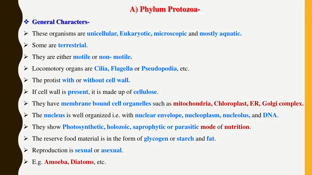 a phylum protozoa