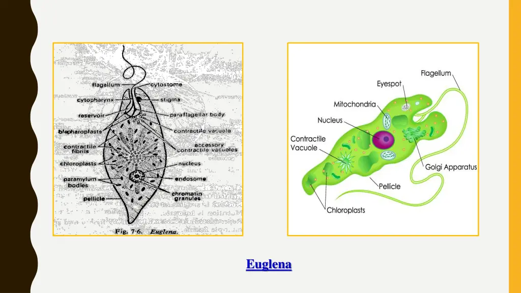 euglena