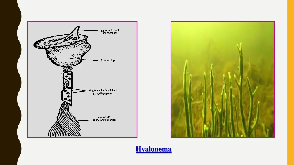 hyalonema