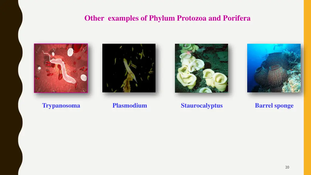 other examples of phylum protozoa and porifera