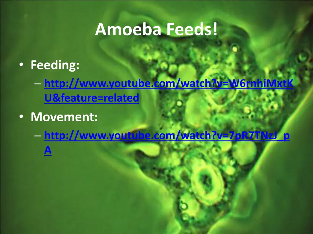 amoeba feeds