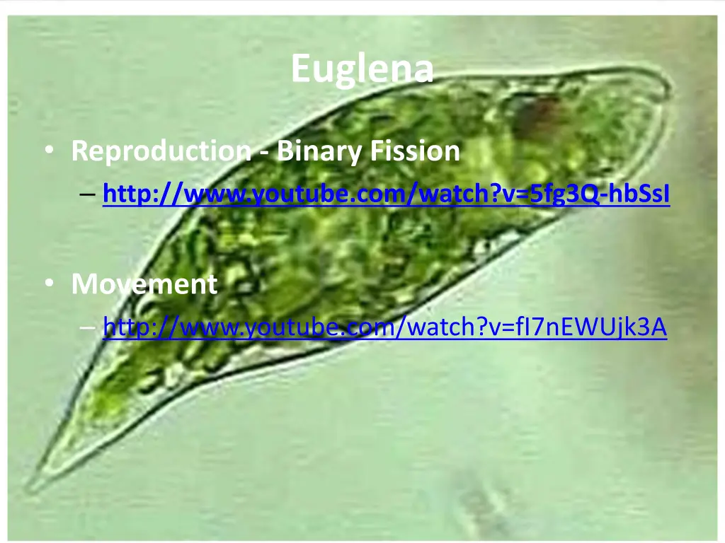 euglena 1