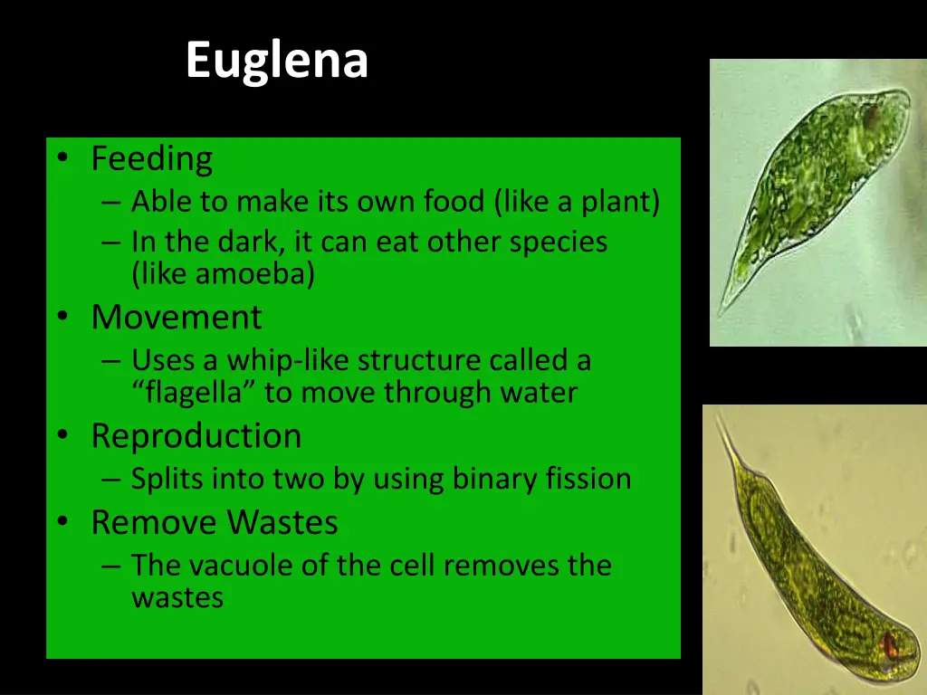 euglena