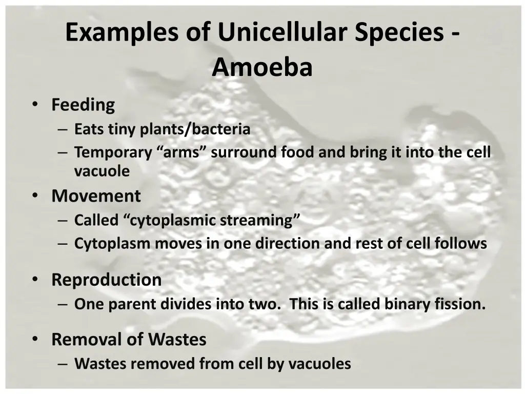 examples of unicellular species amoeba feeding