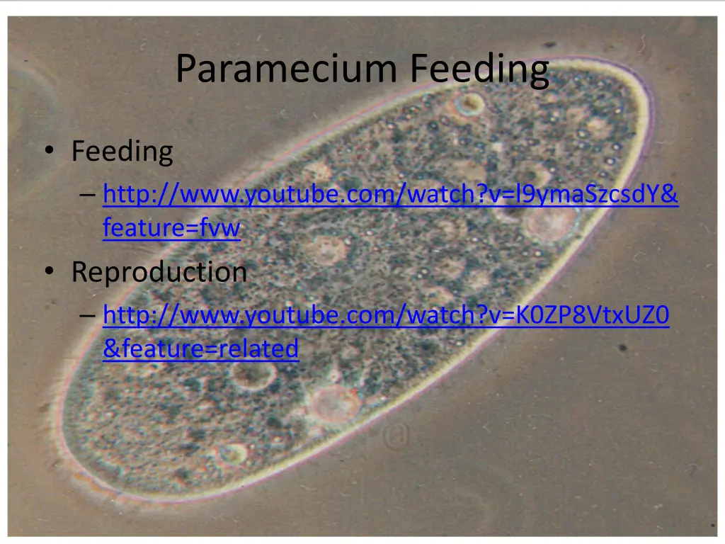 paramecium feeding