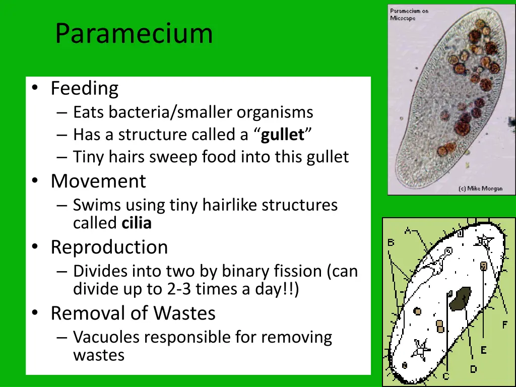 paramecium