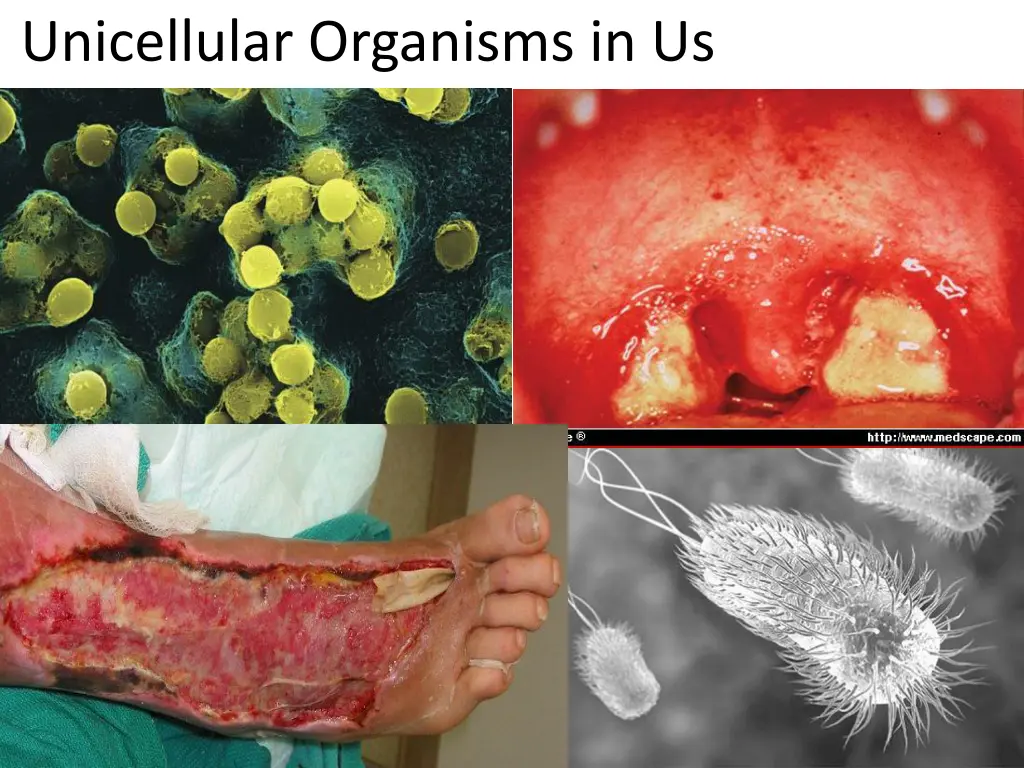 unicellular organisms in us 1