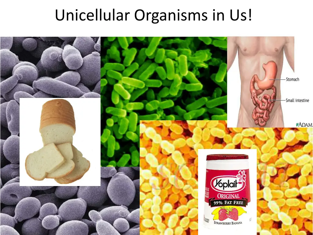 unicellular organisms in us