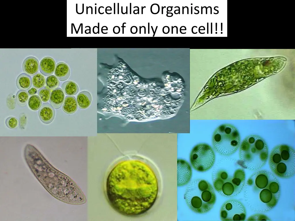 unicellular organisms made of only one cell