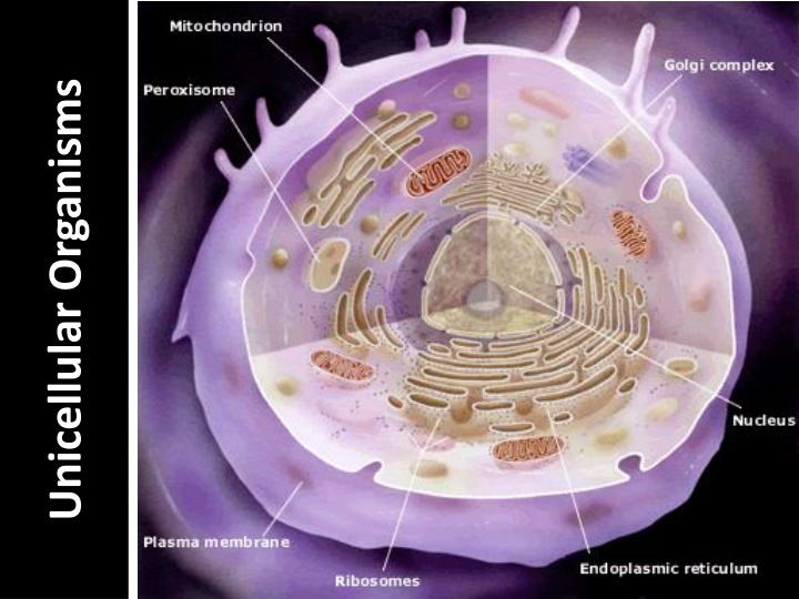 unicellular organisms