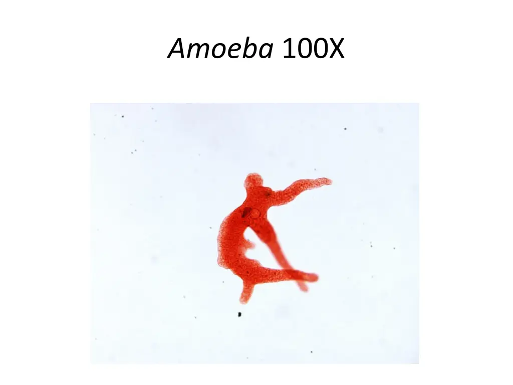 amoeba 100x