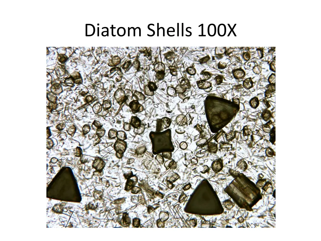 diatom shells 100x