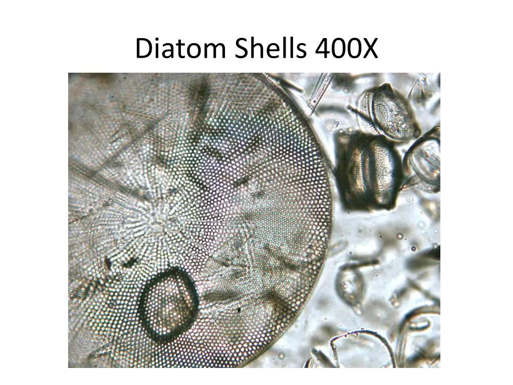 diatom shells 400x 1