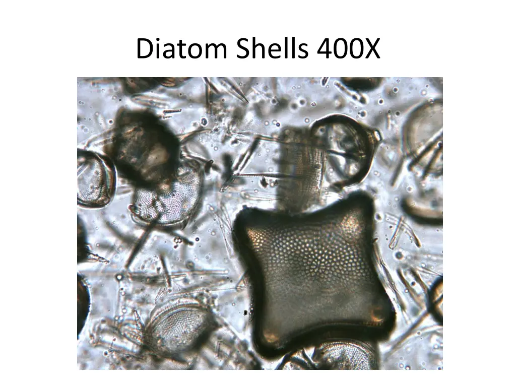 diatom shells 400x