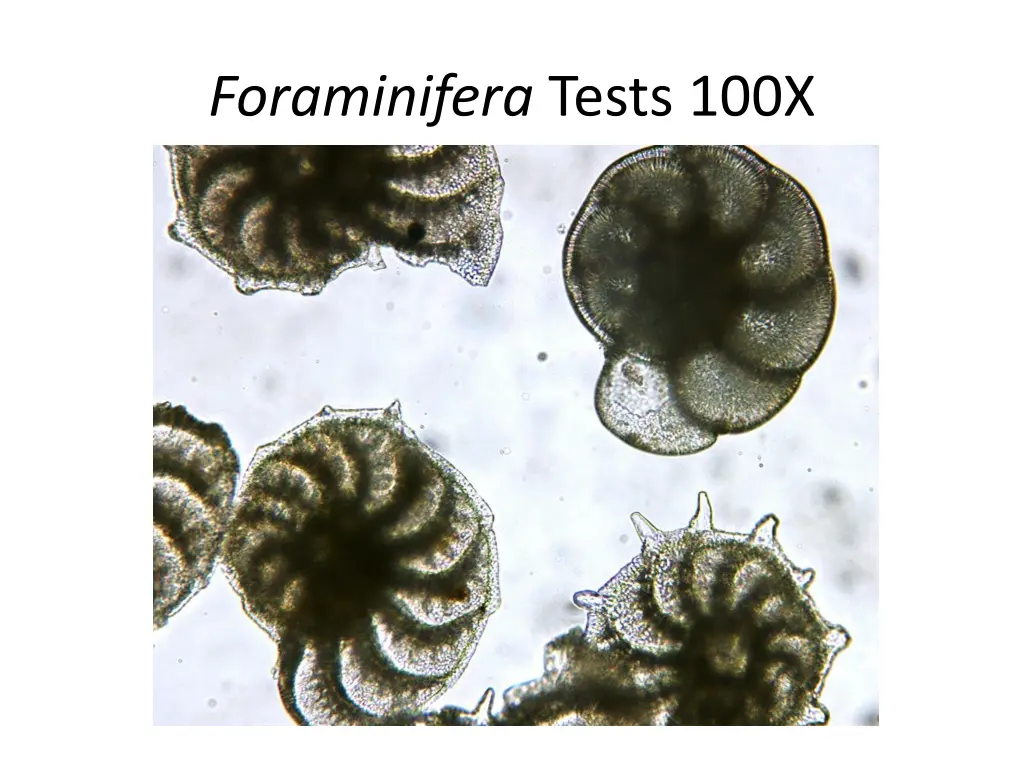 foraminifera tests 100x