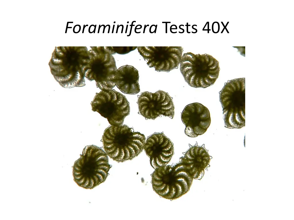 foraminifera tests 40x