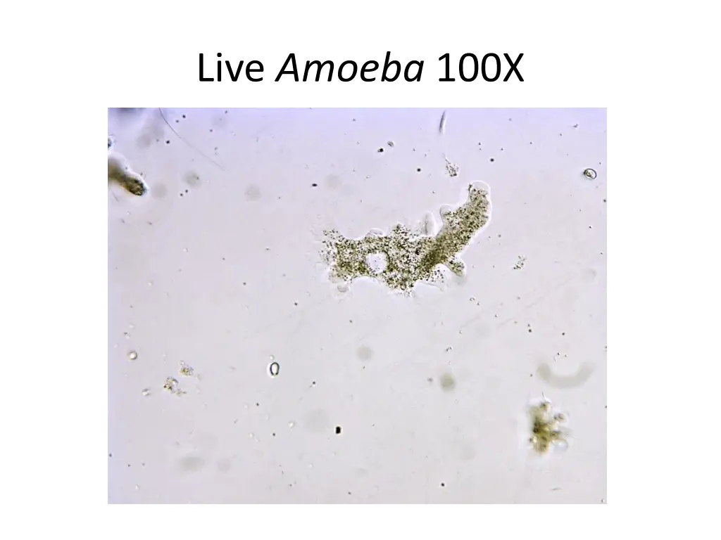 live amoeba 100x