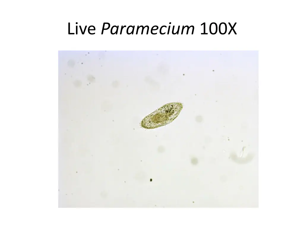 live paramecium 100x